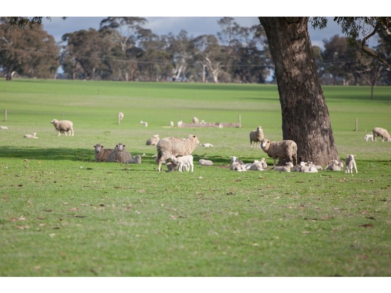 00 Kyby Jessie Road, Kybybolite SA 5262