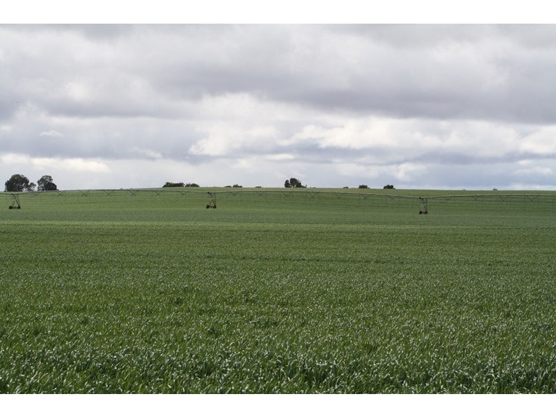 00 “New Wallowa Downs”, Kaniva VIC 3419