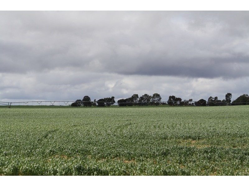 00 “New Wallowa Downs”, Kaniva VIC 3419