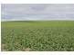 00 “New Wallowa Downs”, Kaniva VIC 3419