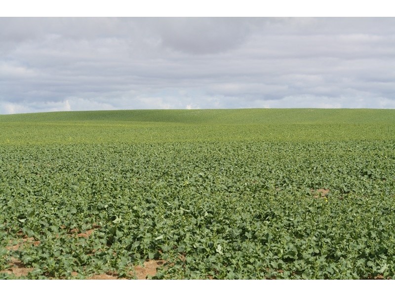 00 “New Wallowa Downs”, Kaniva VIC 3419