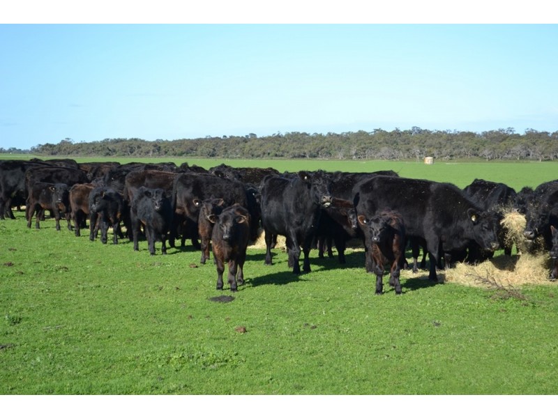 235 “Box Hill” Jabe Williams Road, Lucindale SA 5272