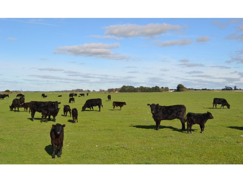 235 “Box Hill” Jabe Williams Road, Lucindale SA 5272