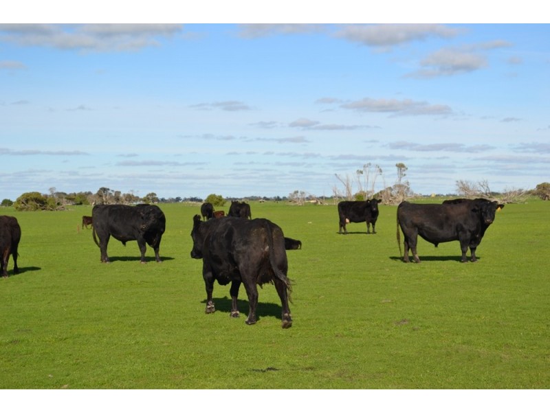 235 “Box Hill” Jabe Williams Road, Lucindale SA 5272