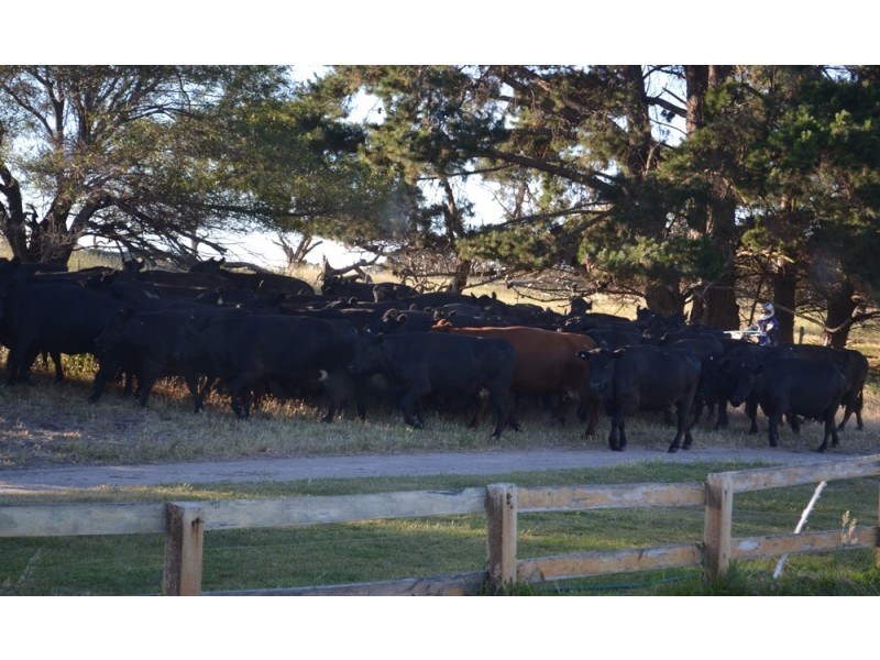 235 “Box Hill” Jabe Williams Road, Lucindale SA 5272