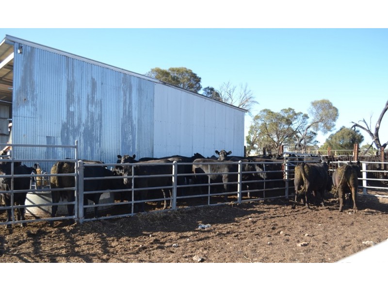 235 “Box Hill” Jabe Williams Road, Lucindale SA 5272