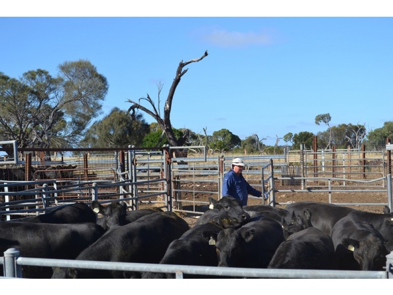 235 “Box Hill” Jabe Williams Road, Lucindale SA 5272