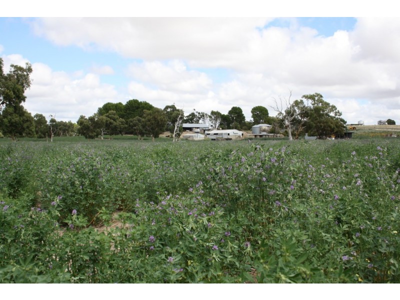 0 “Bundarra Downs” and “Bullocky Wells”, Culburra SA 5261