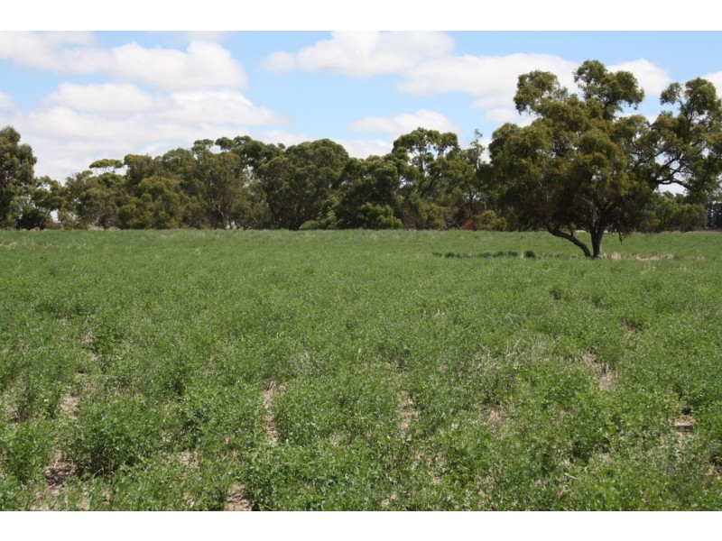 0 “Bundarra Downs” and “Bullocky Wells”, Culburra SA 5261