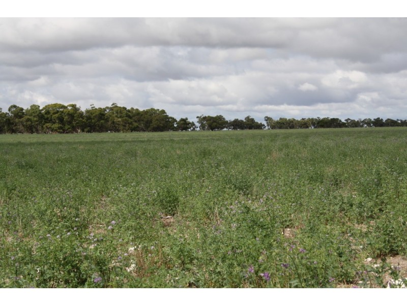 0 “Bundarra Downs” and “Bullocky Wells”, Culburra SA 5261