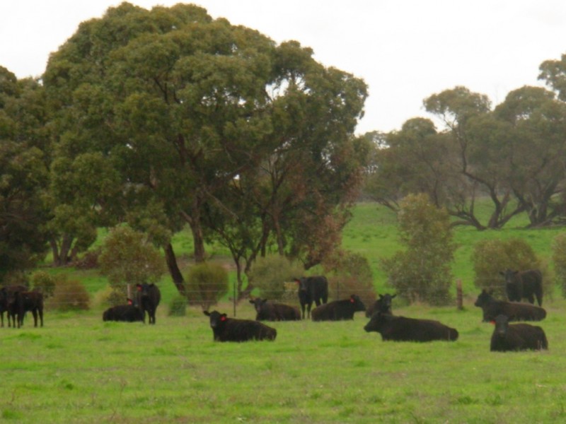 0 “Bundarra Downs” and “Bullocky Wells”, Culburra SA 5261
