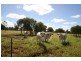 87 Bonnie Doon Road, Capella QLD 4723