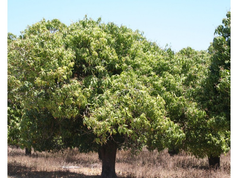 440 Gordon Glen Road, Bowen QLD 4805