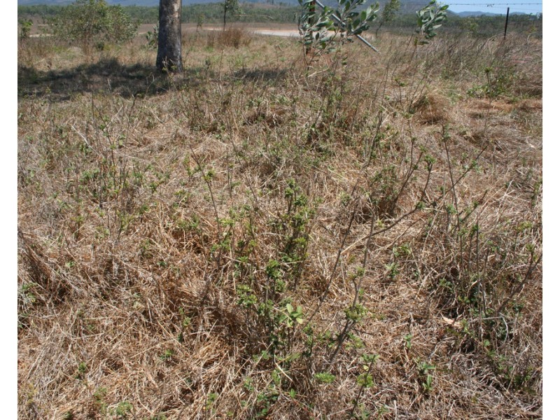 440 Gordon Glen Road, Bowen QLD 4805