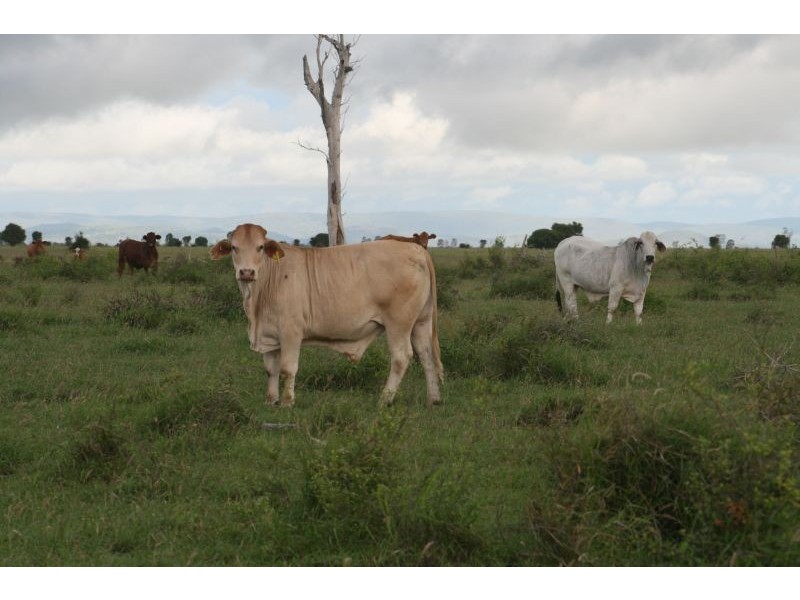 Mackenzie QLD 4702