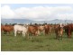 Mackenzie QLD 4702