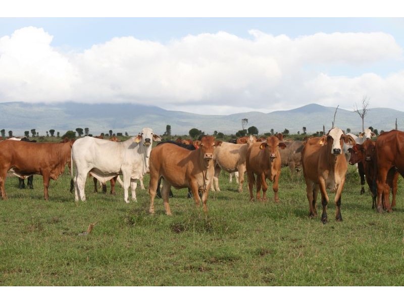 Mackenzie QLD 4702