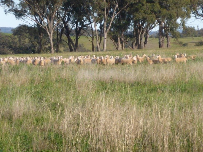 Coonabarabran NSW 2357