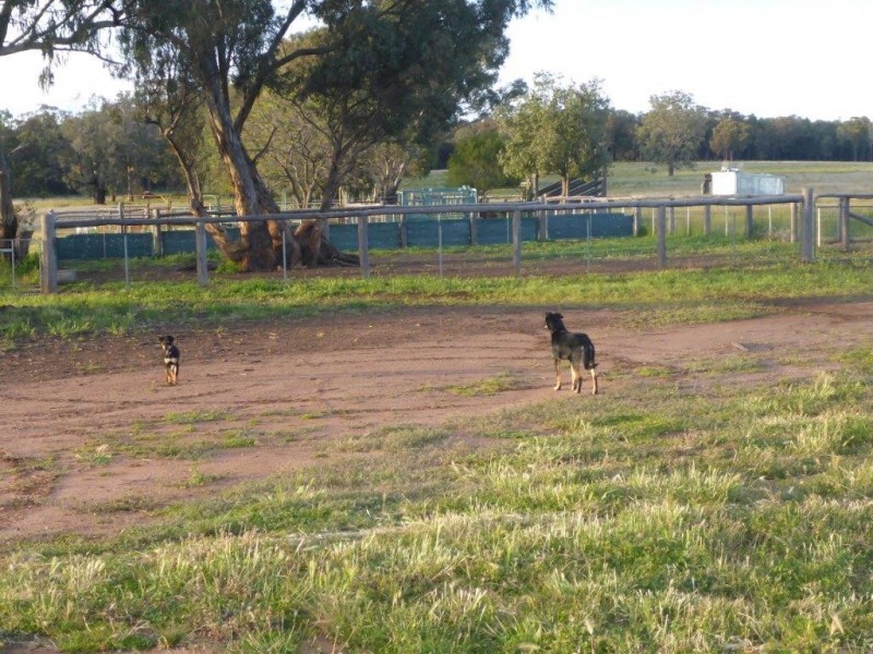 Coonabarabran NSW 2357