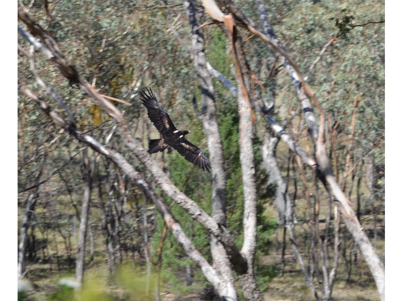 Coonabarabran NSW 2357