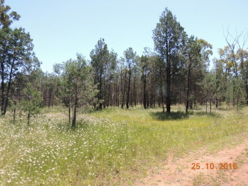 Lot 134 Hotchkiss Road, Baradine NSW 2396