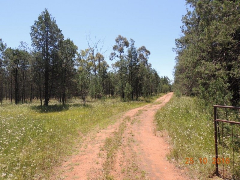 Lot 134 Hotchkiss Road, Baradine NSW 2396