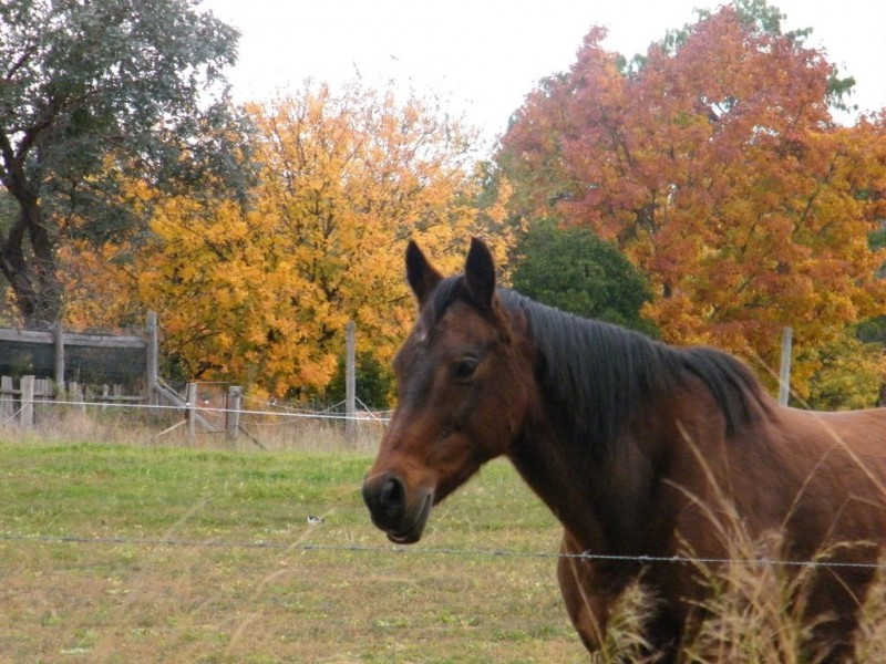 442 Timor Road, Coonabarabran NSW 2357