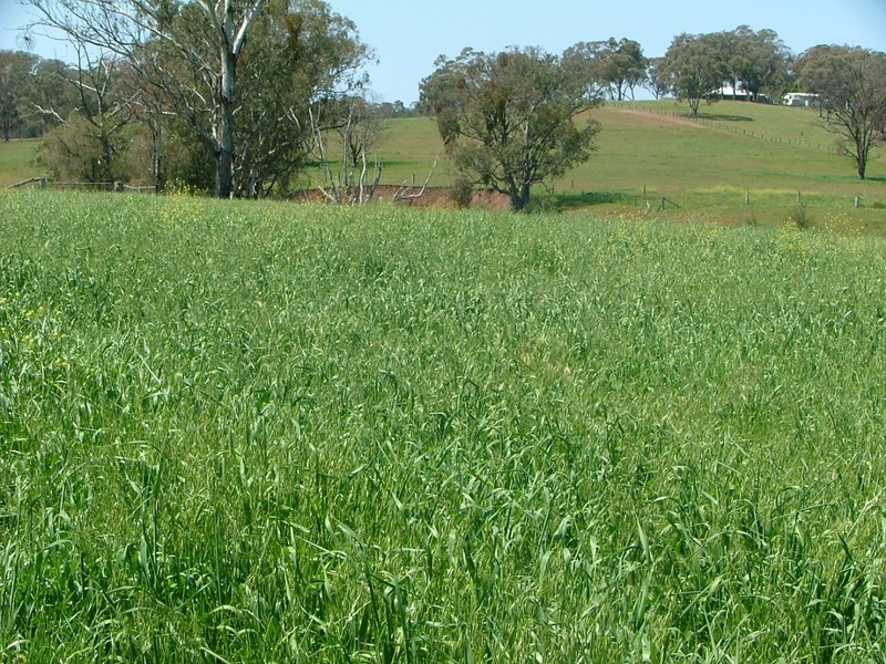 32 Fullers Lane “Mac’s Retreat”, Wallabadah NSW 2343