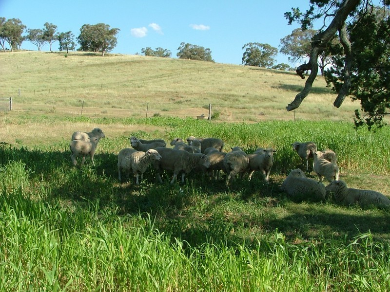 MURRANDI, Kamilaroi Hwy, Quirindi NSW 2343