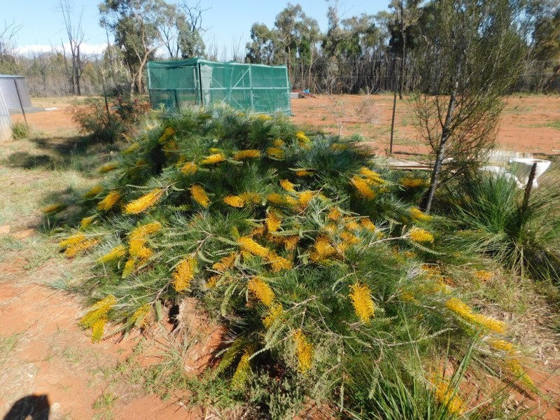 183 Kurrajong Road, Bugaldie NSW 2357