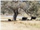 TREGANTLE, Borah Creek Road, Quirindi NSW 2343