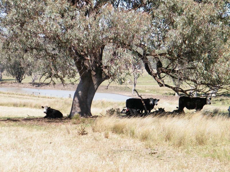 TREGANTLE, Borah Creek Road, Quirindi NSW 2343