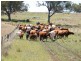 TREGANTLE, Borah Creek Road, Quirindi NSW 2343