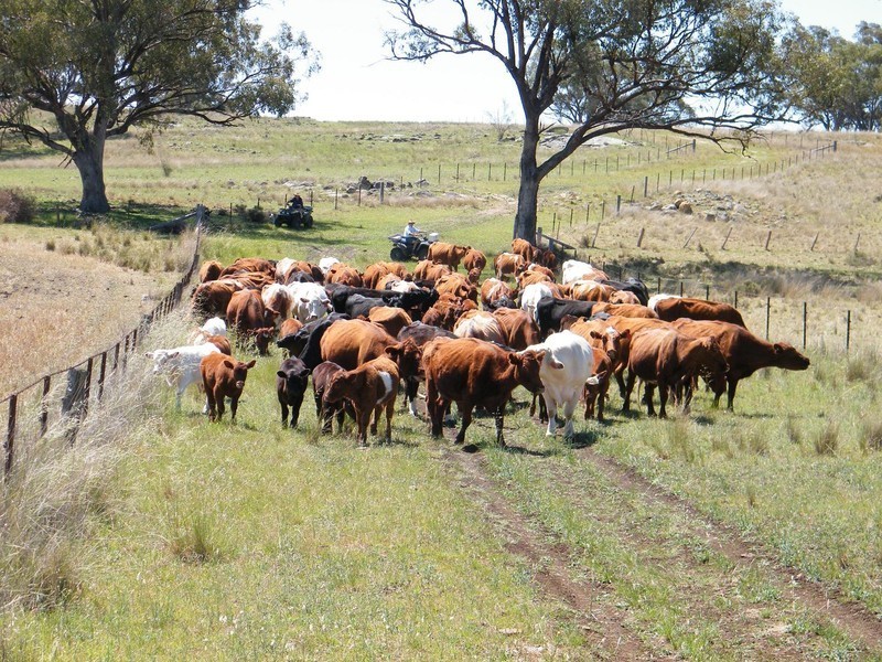 TREGANTLE, Borah Creek Road, Quirindi NSW 2343