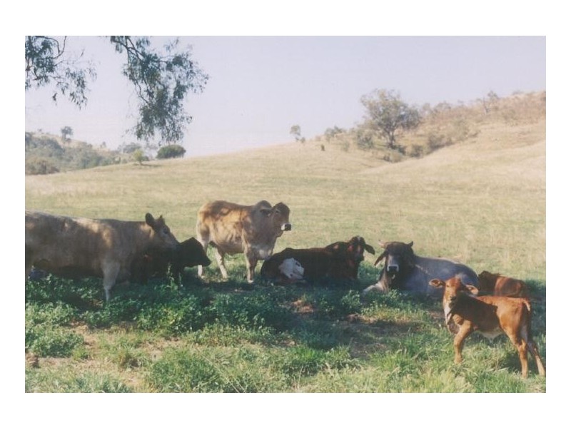 157 Keridene Road, Piallamore NSW 2340