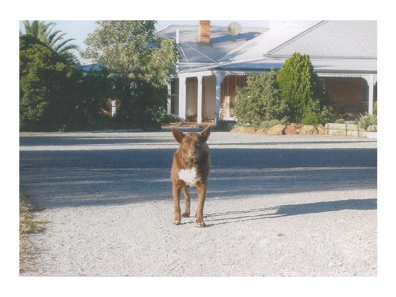 157 Keridene Road, Piallamore NSW 2340