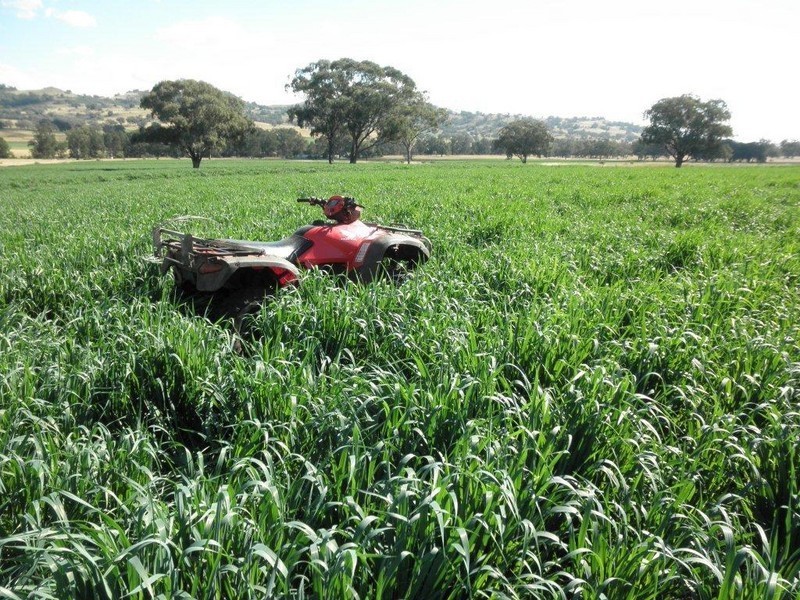 GLENCONA, BUNDELLA /, Quirindi NSW 2343