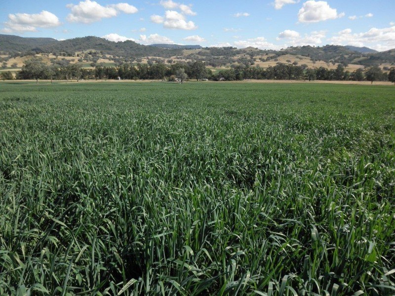 GLENCONA, BUNDELLA /, Quirindi NSW 2343