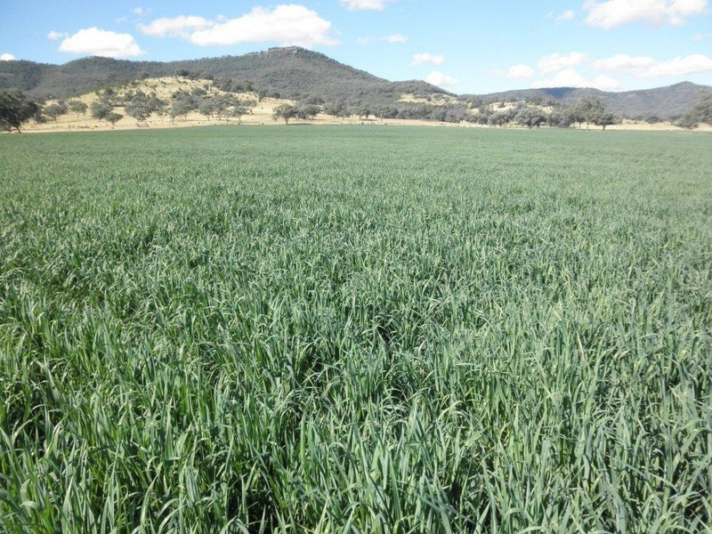 GLENCONA, BUNDELLA /, Quirindi NSW 2343