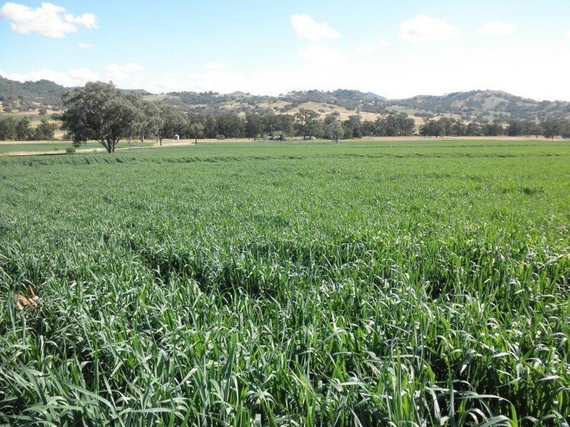 GLENCONA, BUNDELLA /, Quirindi NSW 2343