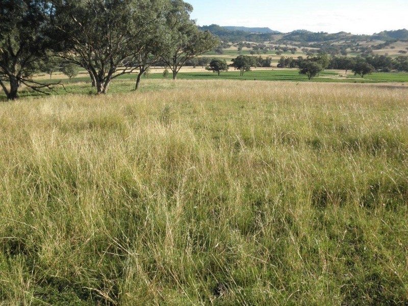 GLENCONA, BUNDELLA /, Quirindi NSW 2343