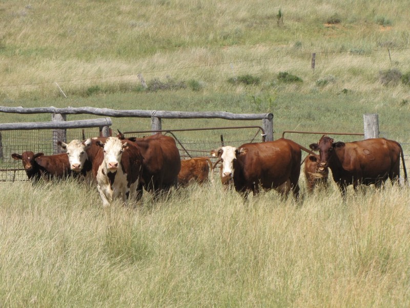 HILLSIDE Bedwell Downs Road, Yetman NSW 2410