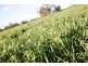 “DUNDULLIMAL” Obley Road, Dubbo NSW 2830