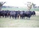 “DUNDULLIMAL” Obley Road, Dubbo NSW 2830