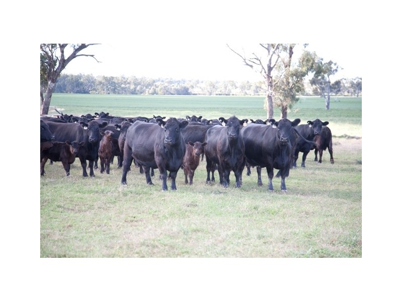 “DUNDULLIMAL” Obley Road, Dubbo NSW 2830