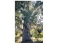 “DUNDULLIMAL” Obley Road, Dubbo NSW 2830