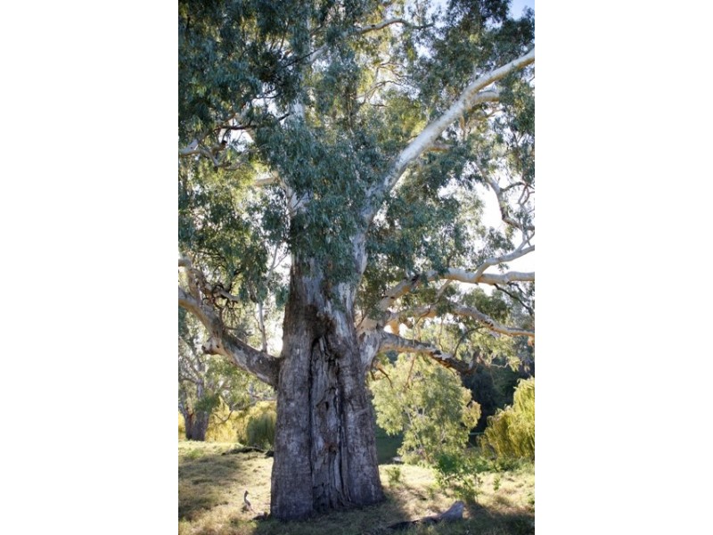 “DUNDULLIMAL” Obley Road, Dubbo NSW 2830