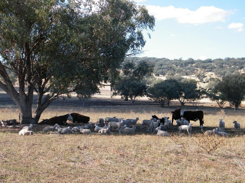 Back Werris Creek Road, Werris Creek NSW 2341
