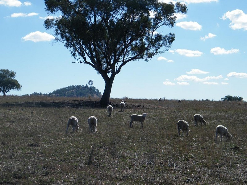 Back Werris Creek Road, Werris Creek NSW 2341