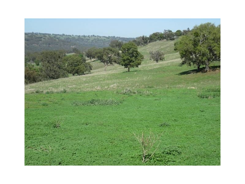 HILLSBOROUGH -, Coolah NSW 2843